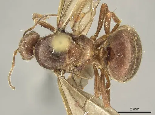 Brachymyrmex pilipes specimen CASENT0915736 image casent0915736_1