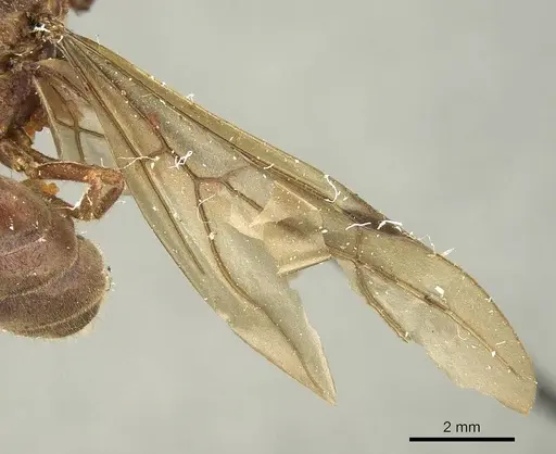 Brachymyrmex pilipes specimen CASENT0915736 image casent0915736_2
