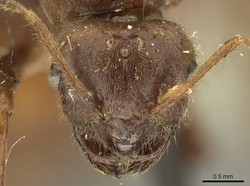Brachymyrmex pilipes specimen CASENT0915736 image casent0915736_3