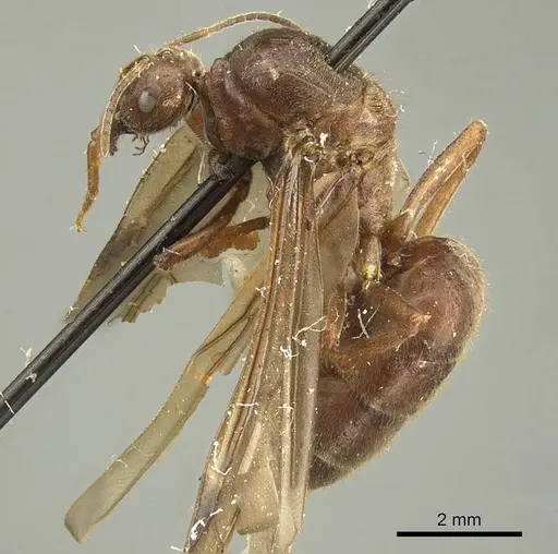 Brachymyrmex pilipes specimen CASENT0915736 image casent0915736_4