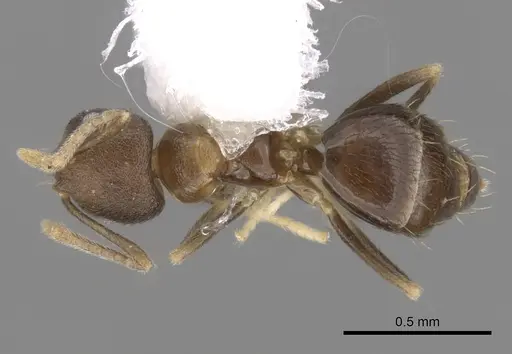 Brachymyrmex santschii specimen CASENT0249937 image casent0249937_1