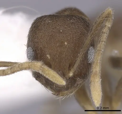 Brachymyrmex santschii specimen CASENT0249937 image casent0249937_2