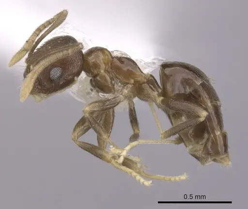 Brachymyrmex santschii specimen CASENT0249937 image casent0249937_3