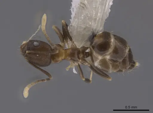 Brachymyrmex santschii specimen CASENT0653666 image casent0653666_1