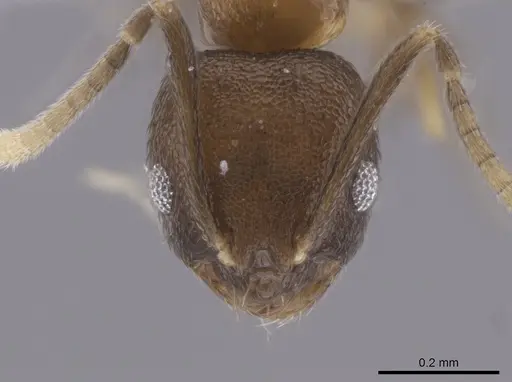 Brachymyrmex santschii specimen CASENT0653666 image casent0653666_2