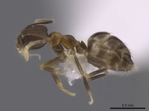 Brachymyrmex santschii specimen CASENT0653666 image casent0653666_3