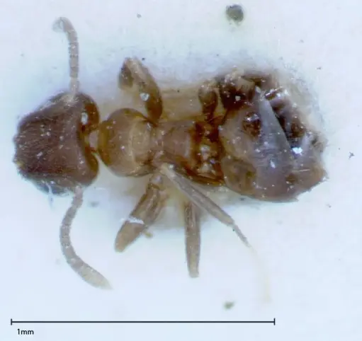 Brachymyrmex santschii specimen FOCOL0155 image focol0155_1