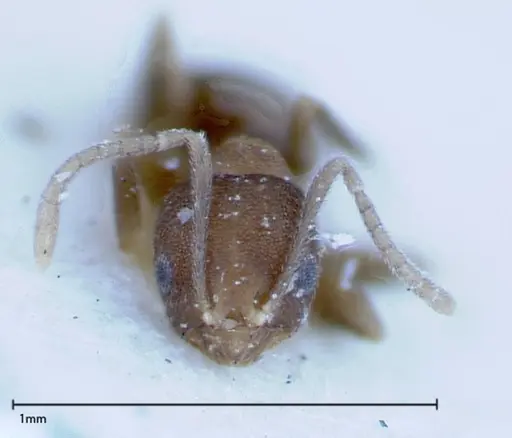 Brachymyrmex santschii specimen FOCOL0155 image focol0155_2