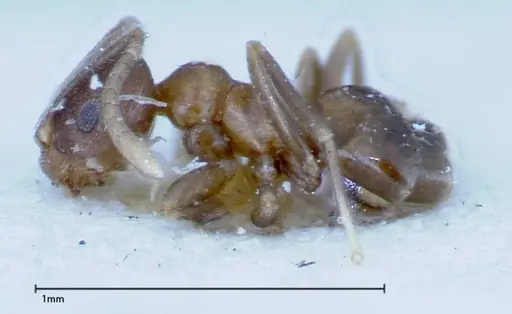 Brachymyrmex santschii specimen FOCOL0155 image focol0155_3