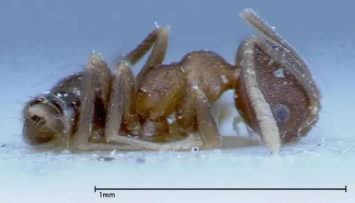 Brachymyrmex santschii specimen FOCOL0155 image focol0155_4