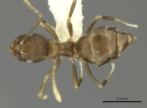 Brachymyrmex santschii specimen INBIOCRI001281234 image inbiocri001281234_1