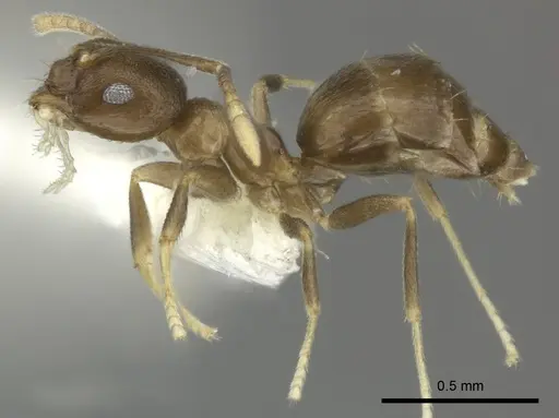 Brachymyrmex santschii specimen INBIOCRI001281234 image inbiocri001281234_3