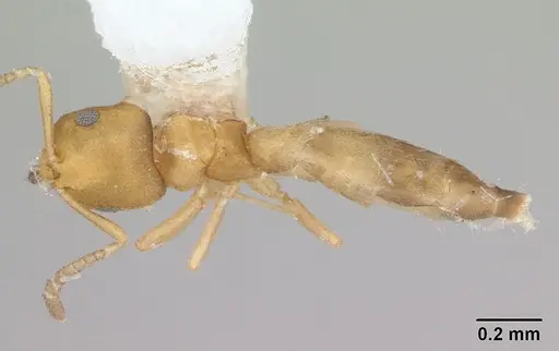 Brachymyrmex termitophilus specimen CASENT0173481 image casent0173481_1