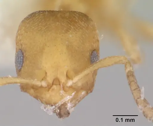 Brachymyrmex termitophilus specimen CASENT0173481 image casent0173481_2