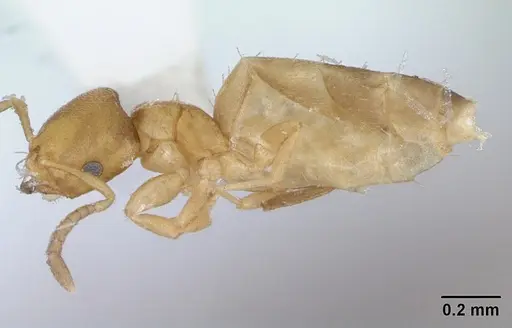 Brachymyrmex termitophilus specimen CASENT0173481 image casent0173481_3