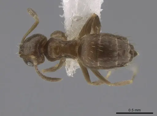 Brachymyrmex termitophilus specimen CASENT0653715 image casent0653715_1