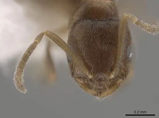 Brachymyrmex termitophilus specimen CASENT0653715 image casent0653715_2