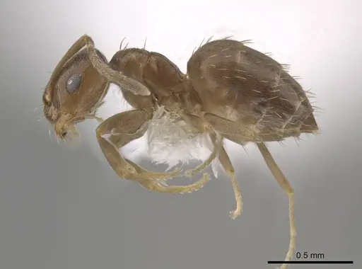 Brachymyrmex termitophilus specimen CASENT0653715 image casent0653715_3