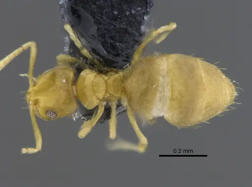 Brachymyrmex termitophilus specimen CBUMAGENT41832 image cbumagent41832_1