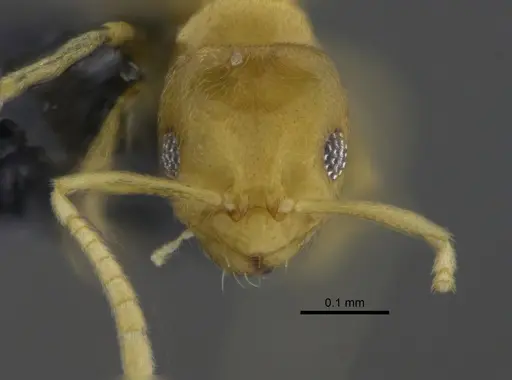 Brachymyrmex termitophilus specimen CBUMAGENT41832 image cbumagent41832_2