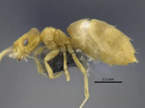 Brachymyrmex termitophilus specimen CBUMAGENT41832 image cbumagent41832_3