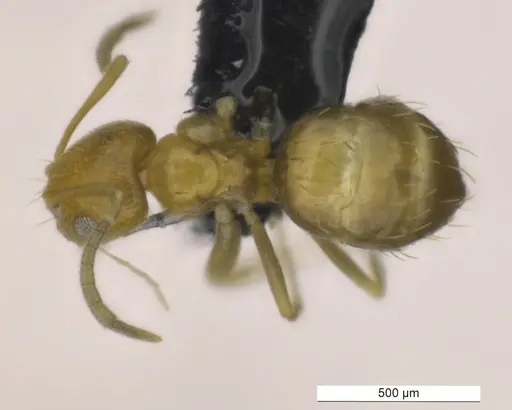 Brachymyrmex termitophilus specimen MACN-BAR-INS-7418 image macn-bar-ins-7418_1