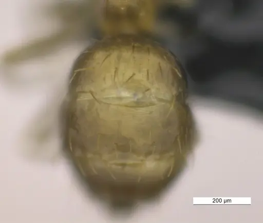 Brachymyrmex termitophilus specimen MACN-BAR-INS-7418 image macn-bar-ins-7418_2