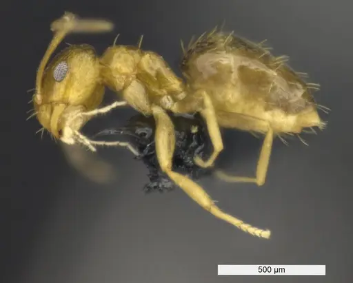 Brachymyrmex termitophilus specimen MACN-BAR-INS-7418 image macn-bar-ins-7418_4