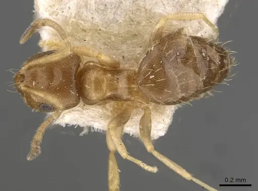 Brachymyrmex termitophilus specimen USNMENT00757137 image usnment00757137_1