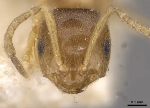 Brachymyrmex termitophilus specimen USNMENT00757137 image usnment00757137_2