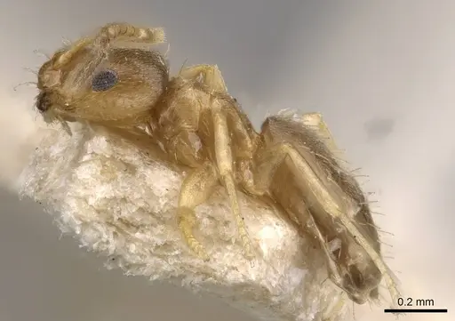 Brachymyrmex termitophilus specimen USNMENT00757137 image usnment00757137_3