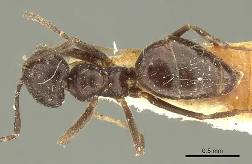 Brachymyrmex tristis specimen CASENT0915737 image casent0915737_1