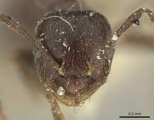 Brachymyrmex tristis specimen CASENT0915737 image casent0915737_2