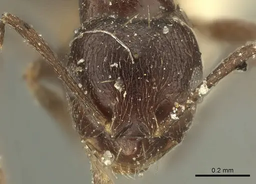 Brachymyrmex tristis specimen CASENT0915737 image casent0915737_3