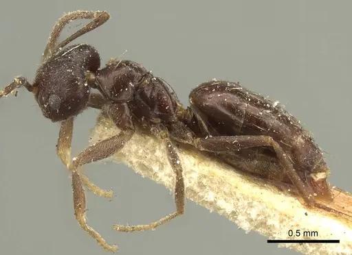 Brachymyrmex tristis specimen CASENT0915737 image casent0915737_4