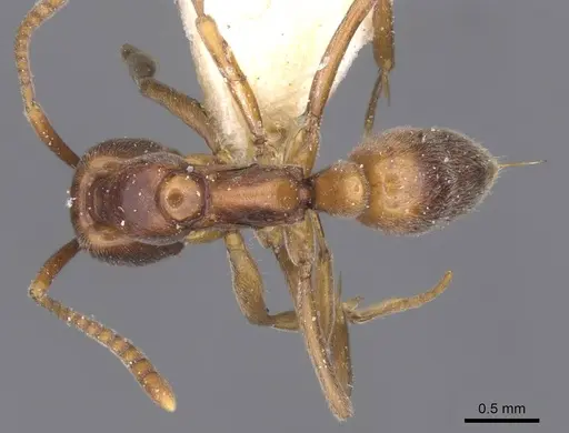 Brachyponera arcuata specimen CASENT0915248 image casent0915248_1