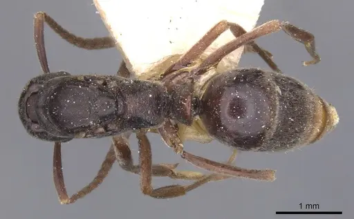 Brachyponera arcuata specimen CASENT0915266 image casent0915266_1