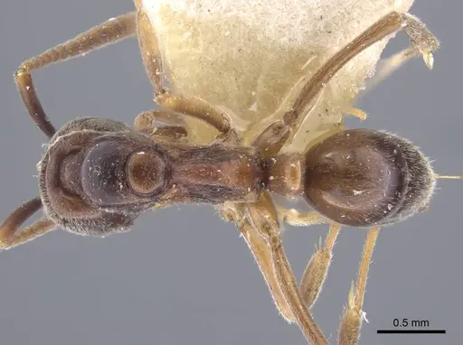 Brachyponera arcuata specimen CASENT0916828 image casent0916828_1