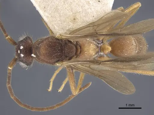 Brachyponera arcuata specimen CASENT0916830 image casent0916830_1