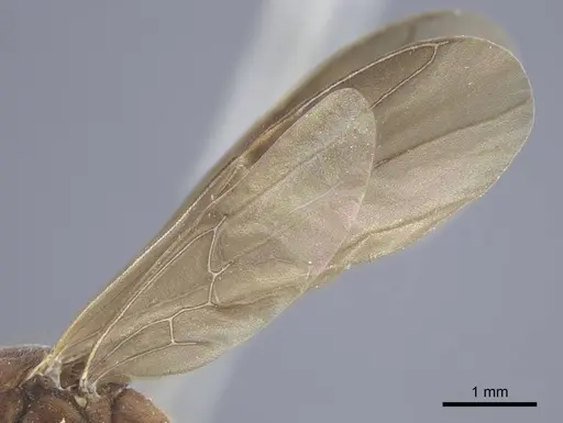 Brachyponera arcuata specimen CASENT0916830 image casent0916830_4