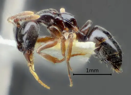 Brachyponera brevidorsa specimen ANTWEB1060500 image antweb1060500_4