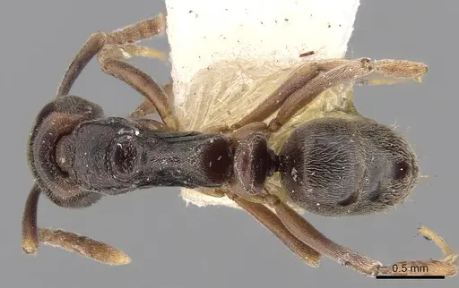 Brachyponera jerdonii specimen CASENT0281896 image casent0281896_1