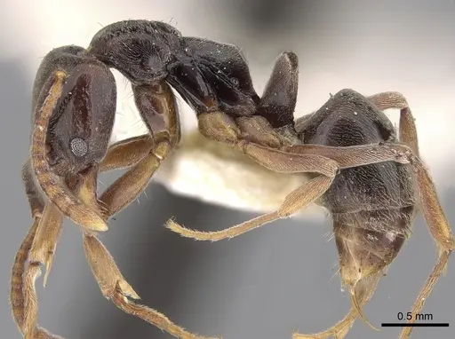 Brachyponera jerdonii specimen CASENT0281896 image casent0281896_3