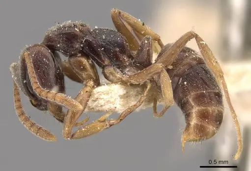 Brachyponera jerdonii specimen CASENT0907282 image casent0907282_3