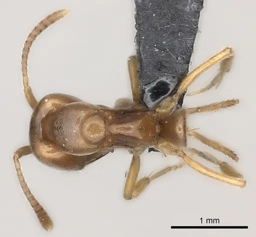 Brachyponera lutea specimen CASENT0217564 image casent0217564_1