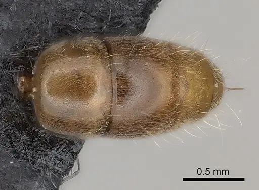 Brachyponera lutea specimen CASENT0217564 image casent0217564_2
