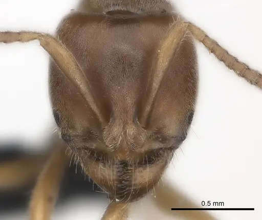 Brachyponera lutea specimen CASENT0217564 image casent0217564_3
