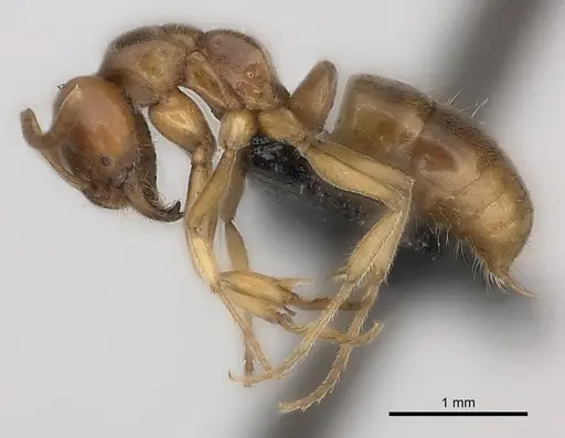 Brachyponera lutea specimen CASENT0217564 image casent0217564_4