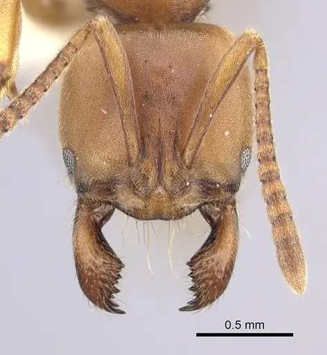 Brachyponera lutea specimen CASENT0249181 image casent0249181_2
