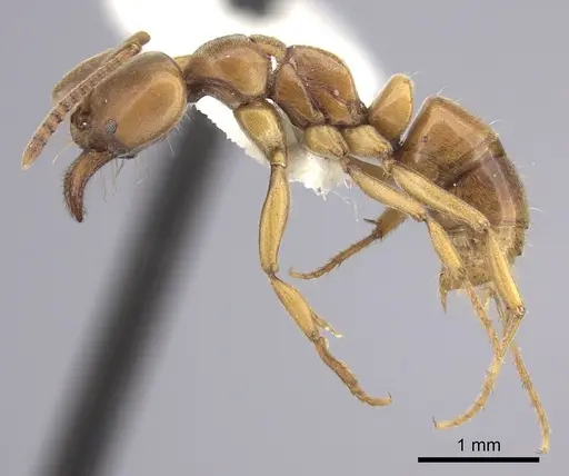 Brachyponera lutea specimen CASENT0249181 image casent0249181_3